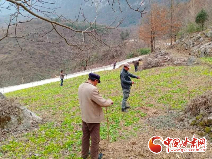 【甘肅全民戰(zhàn)“疫”】戰(zhàn)“疫”中，隴南稻坪的春天