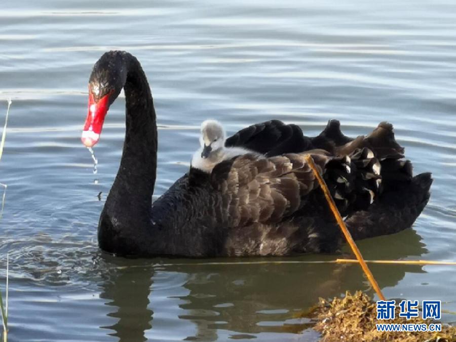 萌化了！黑天鵝寶寶出窩“游湖”