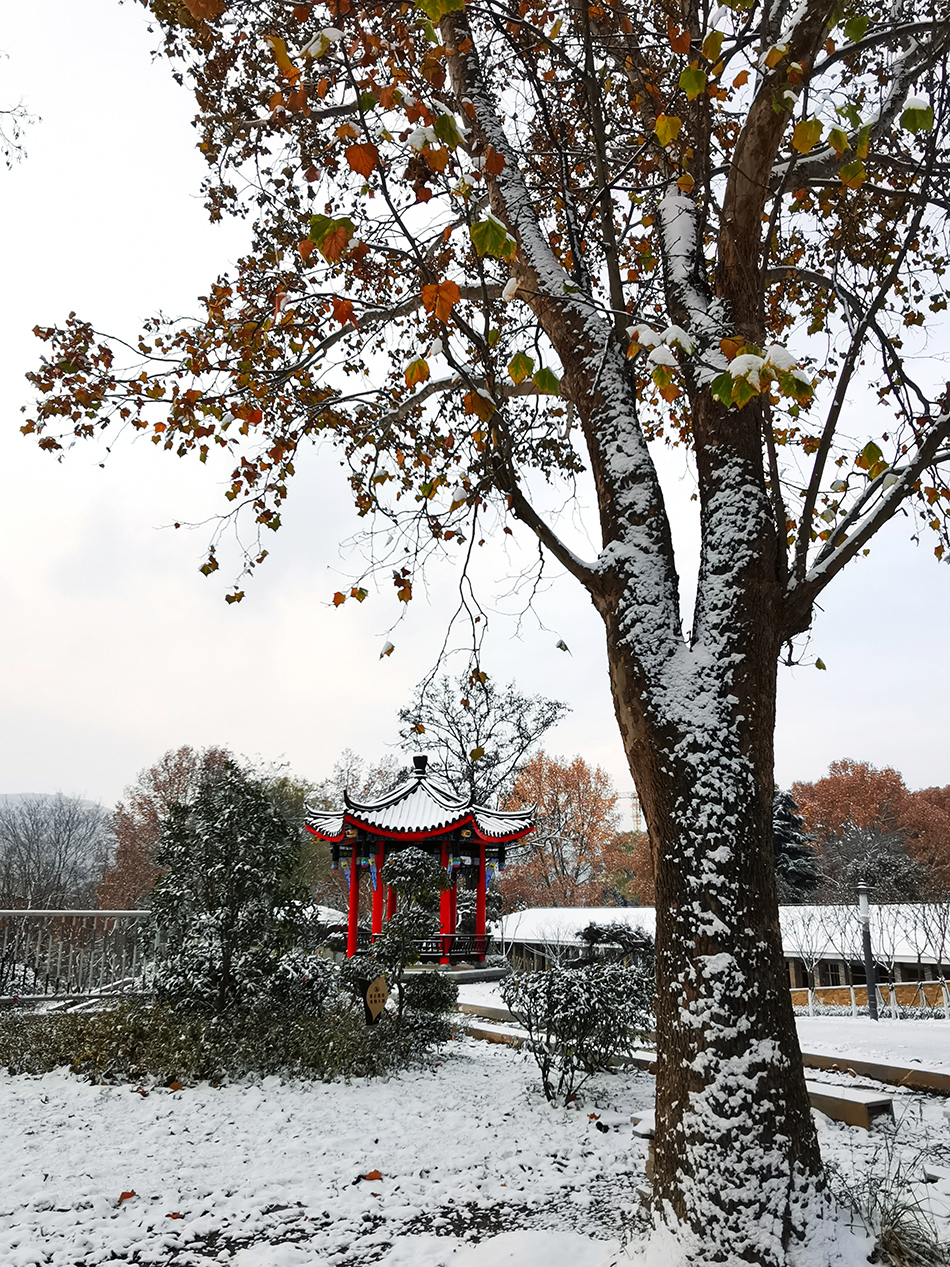 高清大圖|天水弘文園初雪，你喜歡嗎？
