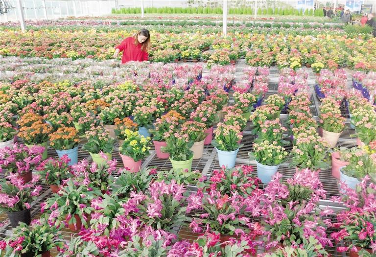 臨夏縣20多萬(wàn)株水仙花、杜鵑、蝴蝶蘭等60多種花卉競(jìng)相綻放
