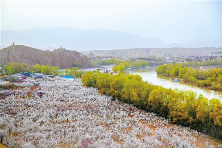 甘肅旅游丨唐汪杏花開 楚楚等君來 在這里賞花看丹霞，美哉！