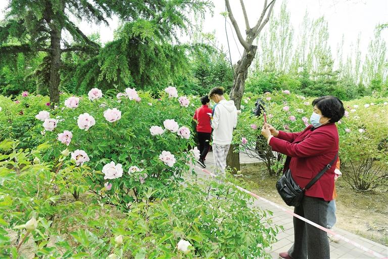 臨夏市北濱河路60里牡丹長廊里不同品種、顏色各異的牡丹花爭奇斗艷