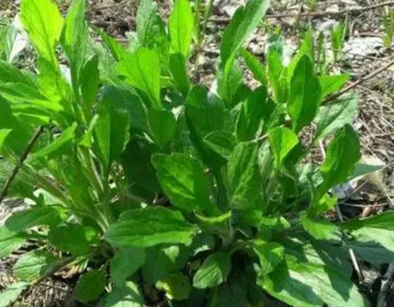 注意！路邊的野菜可不能亂采