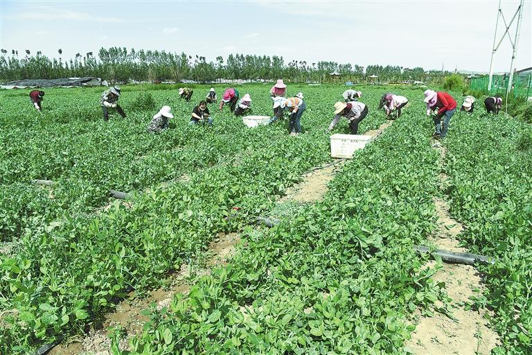 臨夏縣百益現(xiàn)代農(nóng)業(yè)公司種植的500多畝豌豆苗、甜豆等進入豐產(chǎn)期