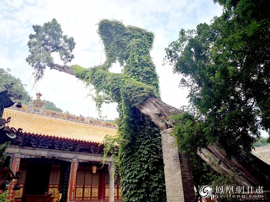 “山頭南郭寺，水號(hào)北流泉。老樹空庭得，清渠一邑傳?！倍鸥υ?shī)中的“老樹”，指的就是這株春秋古柏，為南郭寺的“鎮(zhèn)寺之寶”。胡江 攝