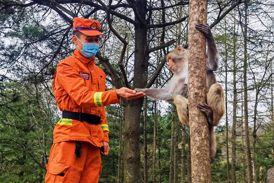 【甘快看】嗨！你好！甘肅隴南森林消防員巡護(hù)途中偶遇野生獼猴群