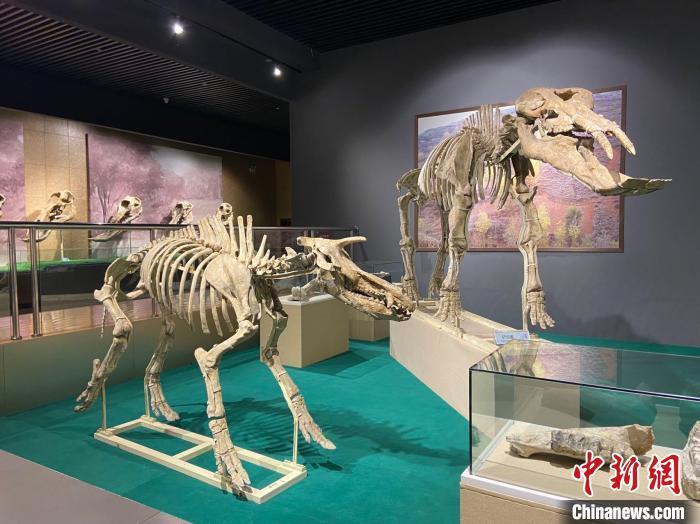 圖為5月底，和政縣古動物化石博物館內(nèi)修復(fù)后的古生物化石?！「哒?攝