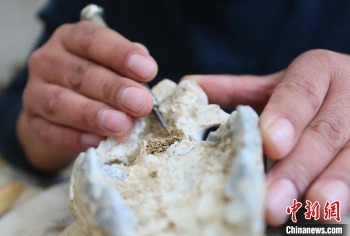 2022年6月，在和政古動物化石博物館內(nèi)，古生物化石修復(fù)師對化石進(jìn)行修復(fù)。(資料圖) 高展 攝