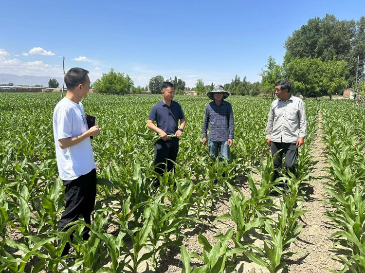 臨澤縣蓼泉鎮(zhèn)紀(jì)委工作人員深入田間地頭，現(xiàn)場了解玉米制種長勢和產(chǎn)業(yè)發(fā)展情況。.jpg