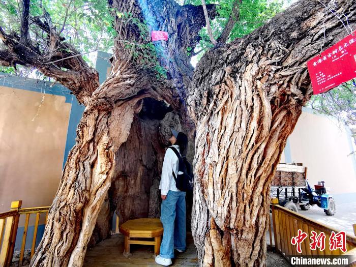 青海海東市阿河灘地質(zhì)文化村：古樹新枝、丹山碧水
