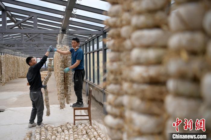 圖為5月10日，工作人員將用青稞面和青稞草等制成的曲坯用繩子串起來晾曬。九美旦增　攝