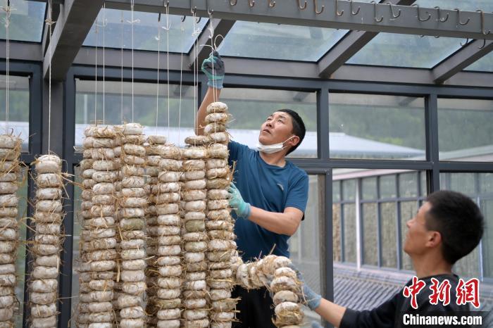 圖為5月10日，工作人員將用青稞面和青稞草等制成的曲坯用繩子串起來晾曬。九美旦增　攝