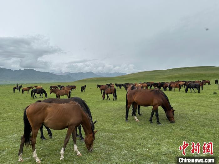 7月中旬，在山丹馬場草原上吃草的“山丹馬”?！〈魑牟?攝