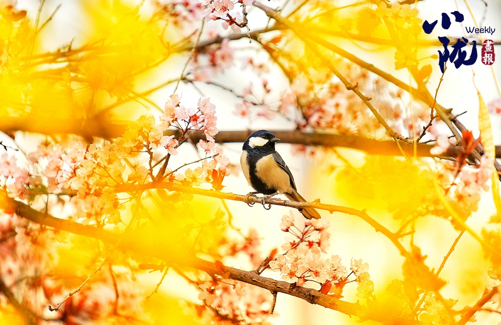 永靖 花開(kāi)引鳥(niǎo)來(lái) 生態(tài)繪新景