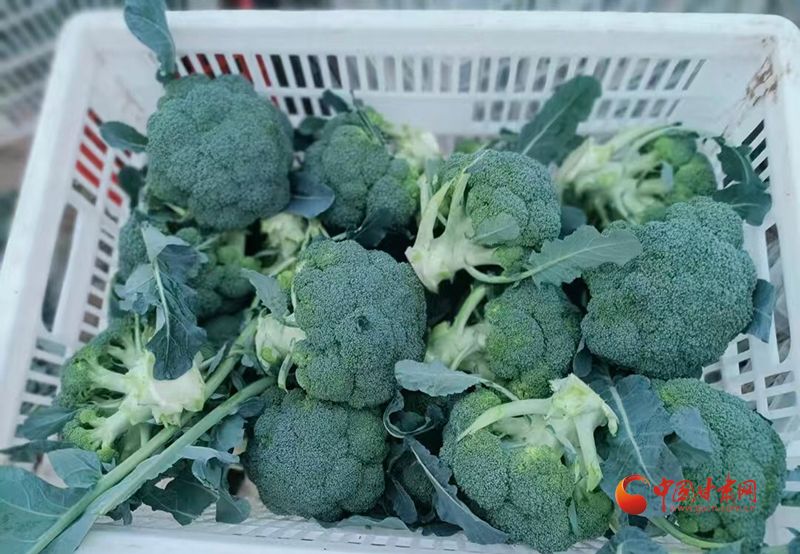 民樂：千畝西藍花豐收 鋪就鄉(xiāng)村致富路
