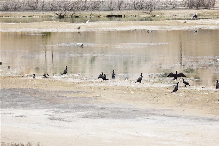 秦王川國(guó)家濕地公園成候鳥(niǎo)樂(lè)園